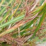 Cyperus longusফুল