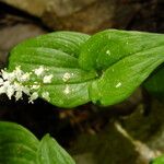 Maianthemum bifolium Лист