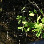 Laguncularia racemosa Folla