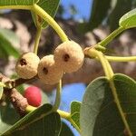 Ficus salicifolia Fruit