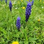 Muscari neglectum Flower