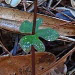 Acianthus tenuilabris Hoja