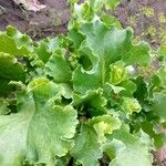 Lactuca sativa Folha