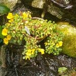 Impatiens repens Habitat