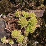 Sedum litoreum Blatt