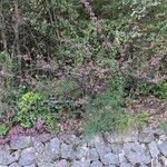 Cercis occidentalis Habitatea