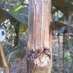 Palicourea rigida Bark