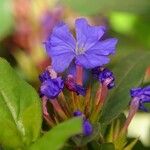 Ceratostigma plumbaginoides Fleur