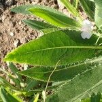 Cirsium monspessulanum आदत