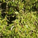 Prunus serotina Çiçek