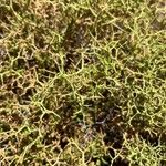 Sarcopoterium spinosum Likasa