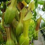 Nepenthes spp. पत्ता