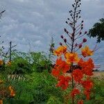 Caesalpinia pulcherrimaBloem