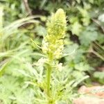 Reseda luteaFlower