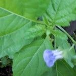 Nicandra physalodesŽiedas