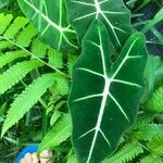 Alocasia micholitziana Leaf