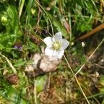 Parnassia palustris花