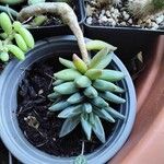 Pachyphytum compactum ഇല