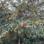 Cotoneaster frigidus Leaf