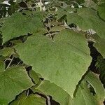 Onoseris onoseroides Leaf