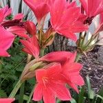 Cyrtanthus elatus Flower