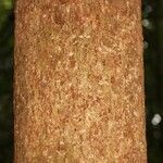 Hevea guianensis Bark