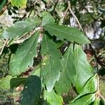 Quercus × hispanicaFolha