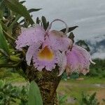 Cattleya trianae Flor