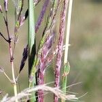 Bothriochloa bladhii Frutto