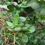 Fouquieria formosa Leaf