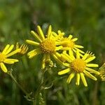 Jacobaea aquatica Flor