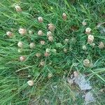 Trifolium macrocephalum Flower