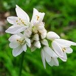 Allium massaessylum Fula