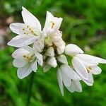 Allium massaessylum Blomma