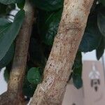 Polyscias scutellaria Corteza