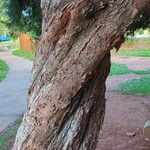 Melaleuca linariifolia Bark