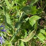 Centaurea montana Blad