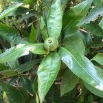 Alibertia edulis Leaf