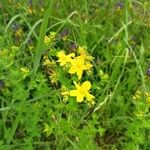 Hypericum maculatumFlower