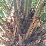 Elaeis oleifera Fruto