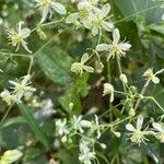 Clematis virginiana Flower