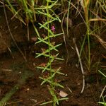 Ammannia auriculata Habit