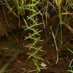 Ammannia auriculata Habitat