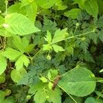 Ranunculus recurvatus Leaf