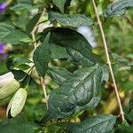 Thunbergia erecta Leaf