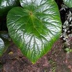 Begonia obliqua Folla