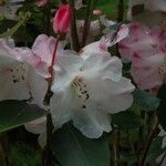 Rhododendron souliei
