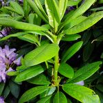 Rhododendron catawbiense Flower