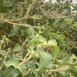 Solanum arundo Leaf