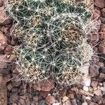 Coryphantha macromeris List